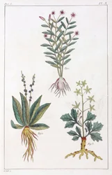 Piante medicinali, Cina