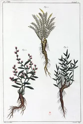 Piante medicinali, Cina