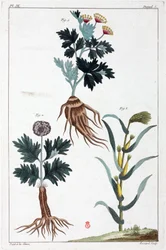 Piante medicinali, Cina