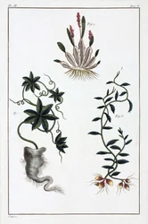 Piante medicinali, Cina