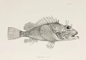 Pesce scorpione, c. 1832-1836