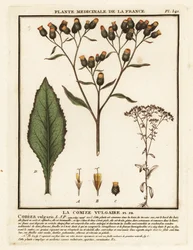 Inula conyza