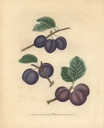 Varietà di prugne, Prunus domestica: Tours, Prugna precoce di Lawrane e Orleans. Incisione a mano colorata di George Brookshaw da Pomona Britannica, Londra, Longman, Hurst, ecc.