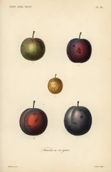 Prugne e susine, Prunus domestica