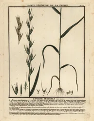 Loglio ubriacante, Lolium temulentum