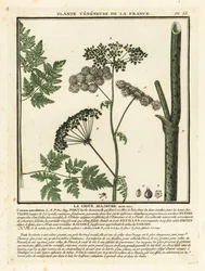Cicuta maggiore, Conium maculatum