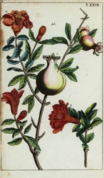 Fiori e frutti di melograno su un ramo, Punica granatum