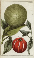 Pomelo o pummelo, Citrus maxima