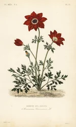 Anemone dei giardini o calendula spagnola, Anemone coronaria