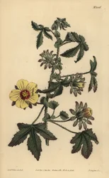 Ibisco a stelo spinoso, Hibiscus surattensis