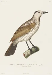 Sericulus del Principe Reggente, Nuovo Galles del Sud, Australia