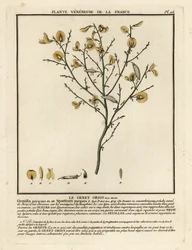 Ginestra purgante, Cytisus purgans