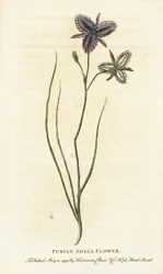 Fiore di conchiglia viola del Nuovo Galles del Sud, Australia