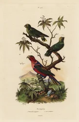 Pappagallo pigmeo, Micropsitta pusio, e lori dal cappuccio nero, Lorius lory