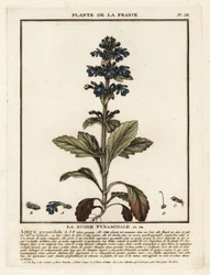 Bugola piramidale, Ajuga pyramidalis