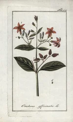 Chincona (Cinchona officinalis)