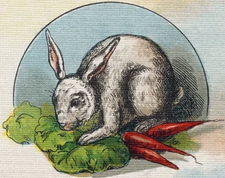 Coniglio che mangia una carota. Incisione in "Alphabet de ma petite fille". Bernardin-Bechet e Fils, librai-editori, Parigi, circa 1895. Album infrangibile su tela. Bibliothèque des Bebes.