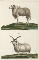Arieti