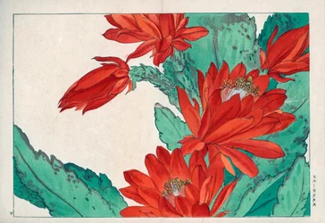 Fiore raro, colore rosso cremisi, di Cactus speciosus. Fiore di cactus cremisi, Cactus speciosus. Stampa xilografica a mano colorata da Seiyou Sokazufu (Album illustrato di piante e fiori occidentali: Primavera), Unsodo, Kyoto