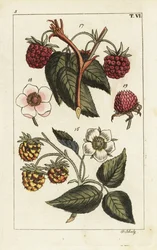 Varietà di lamponi
