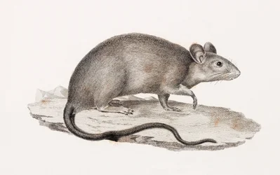 Ratto di Alessandria