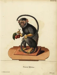 Tamarino dalle mani rosse o dorate, Saguinus midas. Simia midas. Incisione a mano colorata su rame di Joseph Kellner dopo un