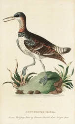 Falaropo beccorosso, Phalaropus lobatus. (Tringa piede di folaga) Illustrazione copiata da George Edwards