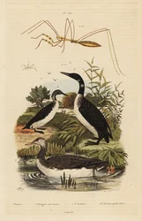 Strolaga minore, Gavia stellata 2, strolaga maggiore, Gavia immer 3, strolaga mezzana, Gavia arctica 4, e cimice dalle zampe filiformi, specie Emesini