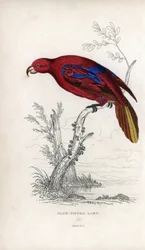 Lori rosso, Eos rubra