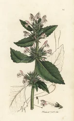 Canapa rossa, Galeopsis tetrahit (Ortica rossa) Incisione a mano colorata di James Sowerby da English Botany di James Smith, Londra