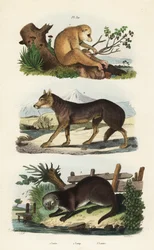 Loris sottile rosso, Loris tardigradus in pericolo, lupo, Canis lupus e lontra eurasiatica, Lutra lutra