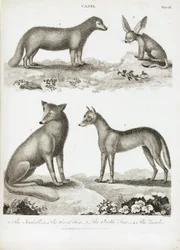 Volpi e sciacalli