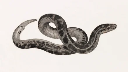 Rettili: un serpente della Tebaide