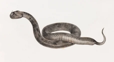 Rettile: Una vipera