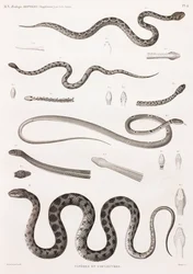 Rettili: vipere e serpenti