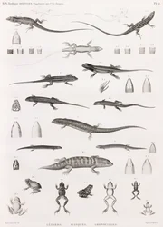 Rettili: serie di illustrazioni di lucertole, scinchi e rane