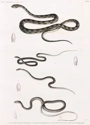 Rettile: serie di illustrazioni di serpenti