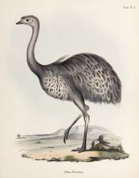 Nandù, Sud America, c. 1832-1836