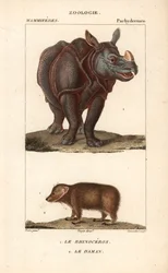 Rinoceronte e daman o clade