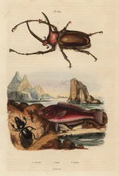 Coleottero scarabeo rinoceronte, Golofa porteri 1, pesce scaride cretese, Scarus creticus 2, e coleottero Scarites buparius 3
