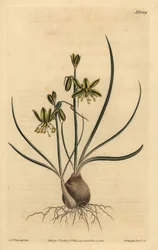 Albuca a nastro, Albuca vittata