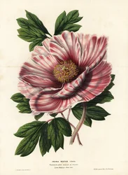 Peonia nastrata delle Fiandre, ibrido, Paeonia moutan vittata, var. rubanee delle Fiandre. Litografia colorata a mano di L. Stroobant da Flowers of the Gardens and Hothouses of Europe di Louis van Houtte e Charles Lemaire, Flore des Serres et des Jardins d