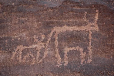 Arte rupestre, Preistoria: Incisione di una mucca e del suo vitello nel massiccio di Uweinat, Egitto. (Periodo da 8000 a 3000 anni a.C.)