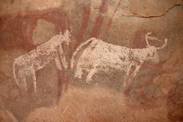 Arte rupestre, Preistoria: Pittura rupestre di bovini bianchi e bicolori in un rifugio ornato, nel massiccio di Uweinat, Sudan (Karkur-Talh o Karkur Talh). Periodo da 8000 a 3000 anni a.C. Fotografia