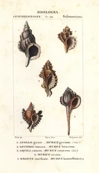 Lumache di roccia dal "Dizionario di Scienze Naturali" di Jussieu, Firenze, Italia