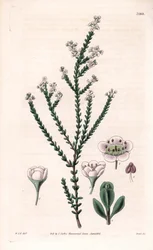 Trittomene rocciosa, Thryptomene saxicola (arbusto roccioso del sud-ovest australiano). Incisione a mano colorata da 