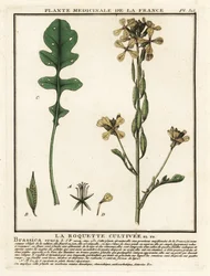 Rucola, Eruca vesicaria
