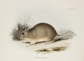 Roditore, c 1832-1836