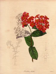 Rondeletia scarlatta o profumata (Rondeletia odorata). Arbusto originario di Panama e Cuba, sempreverde e cespuglioso, misura 2-3 metri di altezza e fiorisce in primavera con fiori rosa e arancione giallo, molto profumati. Illustrazione di Augusta Innes Wi