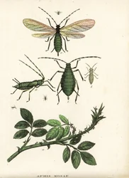 Afide della rosa, Aphis rosae, su cespuglio di rose. Litografia colorata a mano dalla 